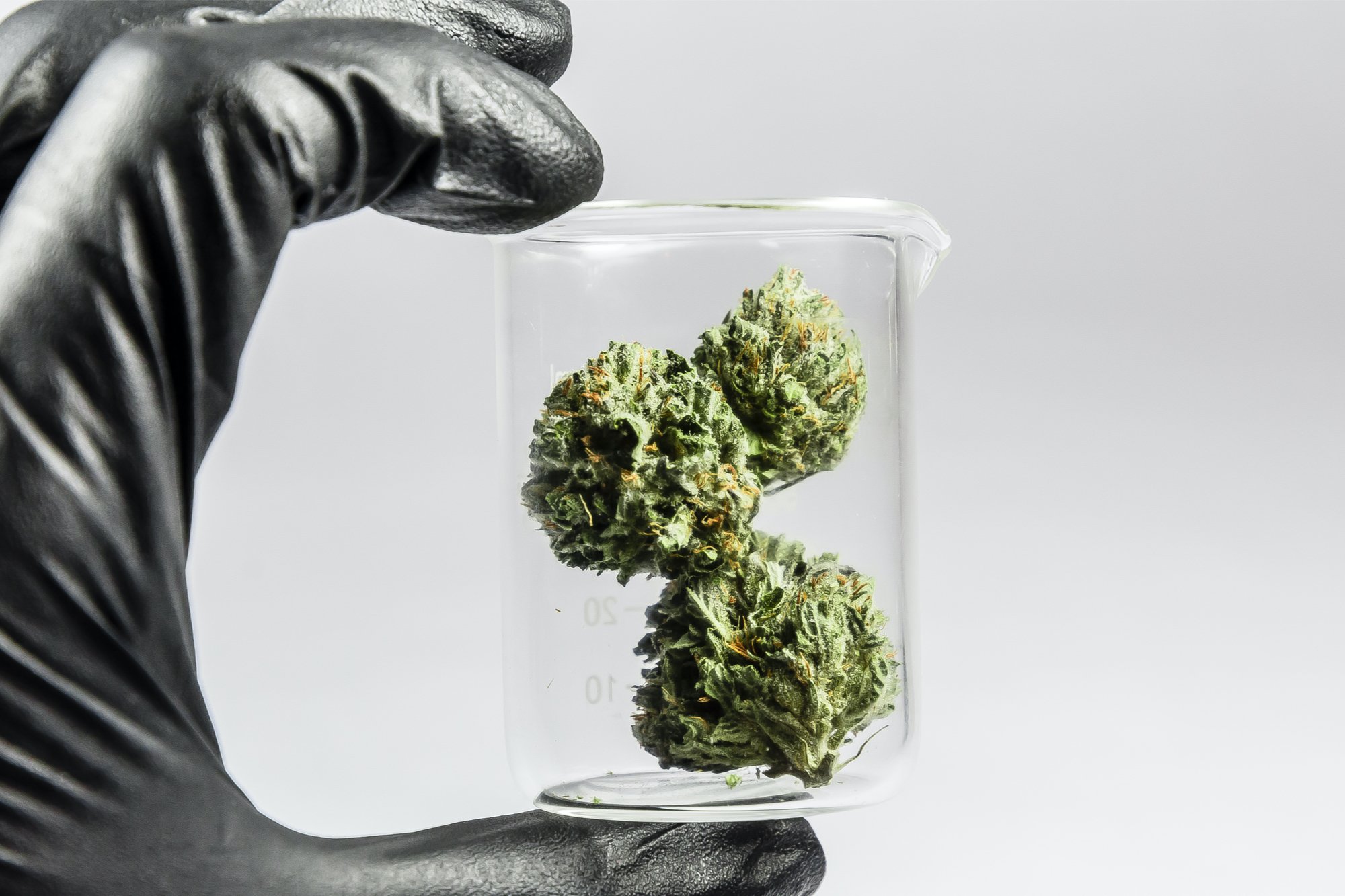 quality cannabis