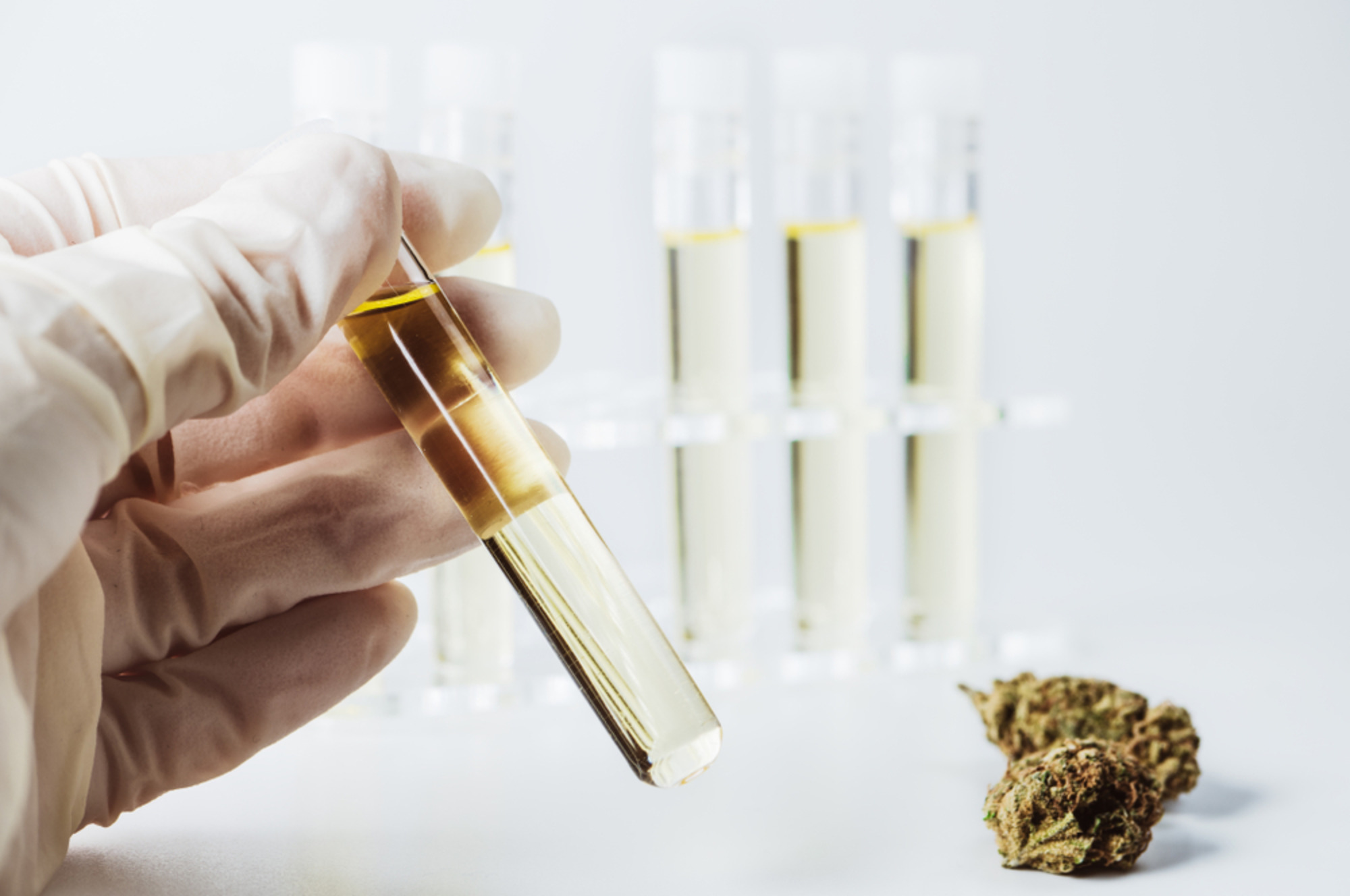 Cannabis and coronavirus